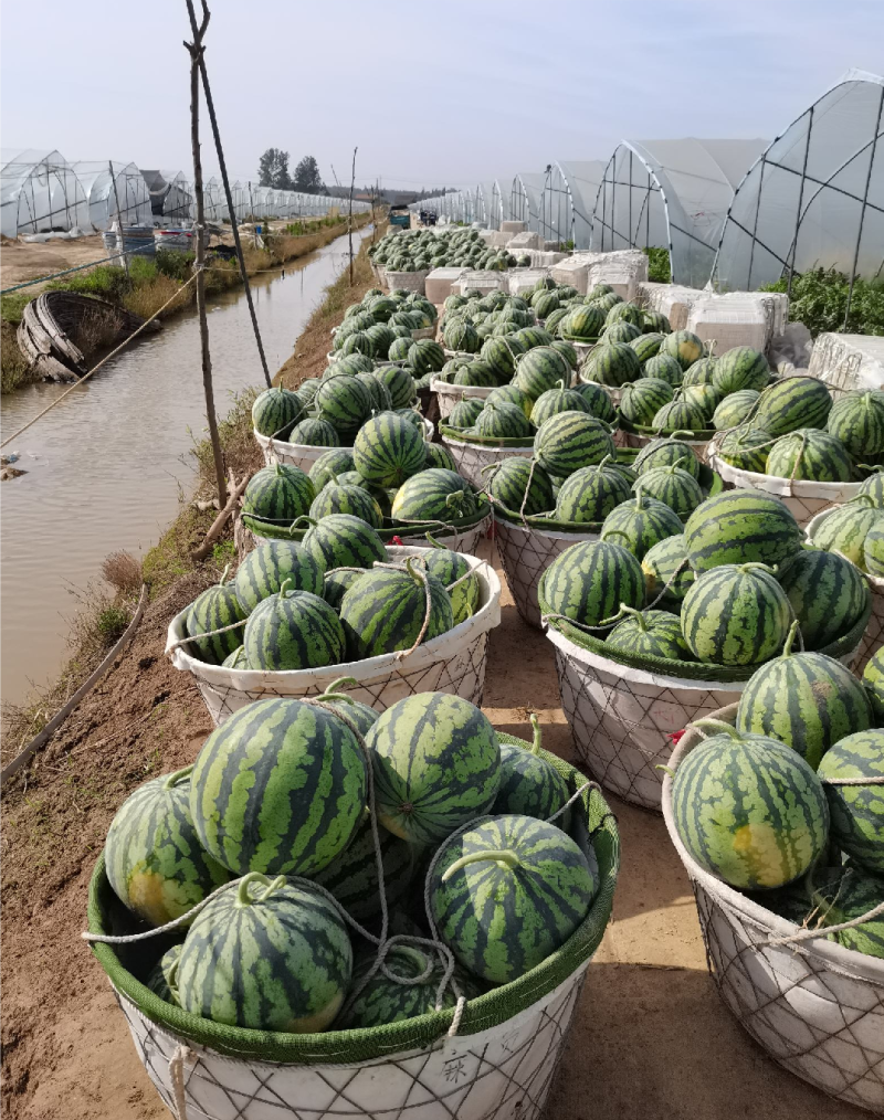 甘肃美都西瓜量大从优整车代发全国，商超电商市场