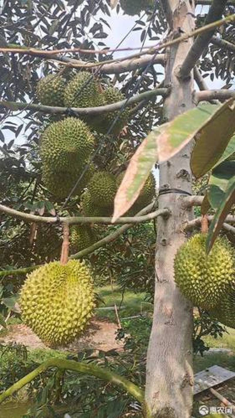 榴莲，金枕榴莲大量上市，货源稳定，价格实惠，支持冷链物流