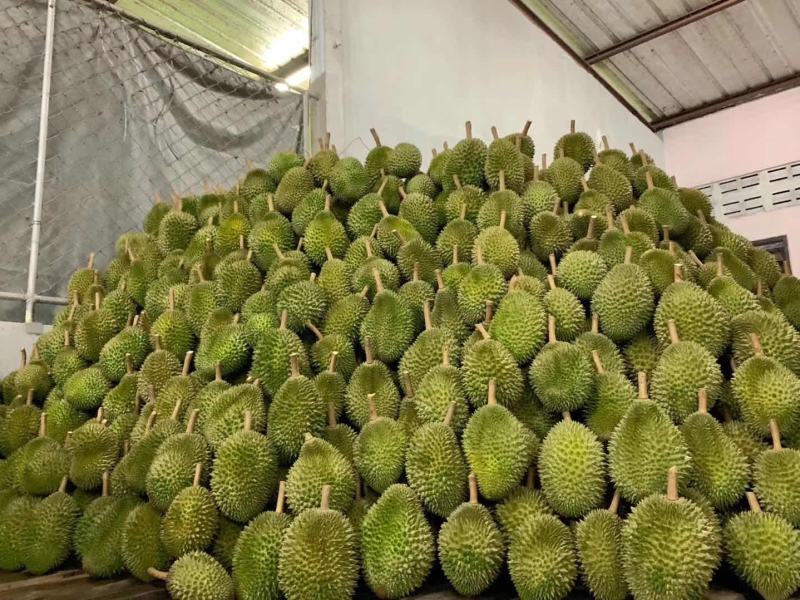 榴莲，金枕榴莲大量上市，货源稳定，价格实惠，支持冷链物流