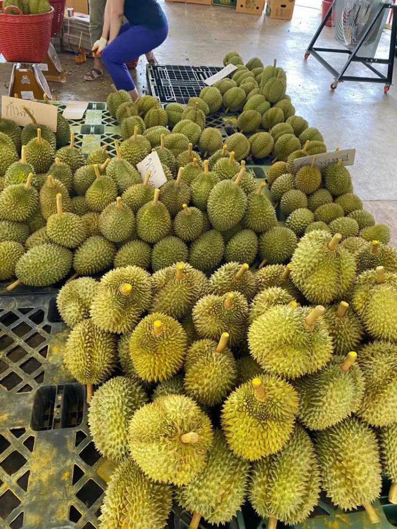 榴莲，金枕榴莲大量上市，货源稳定，价格实惠，支持冷链物流