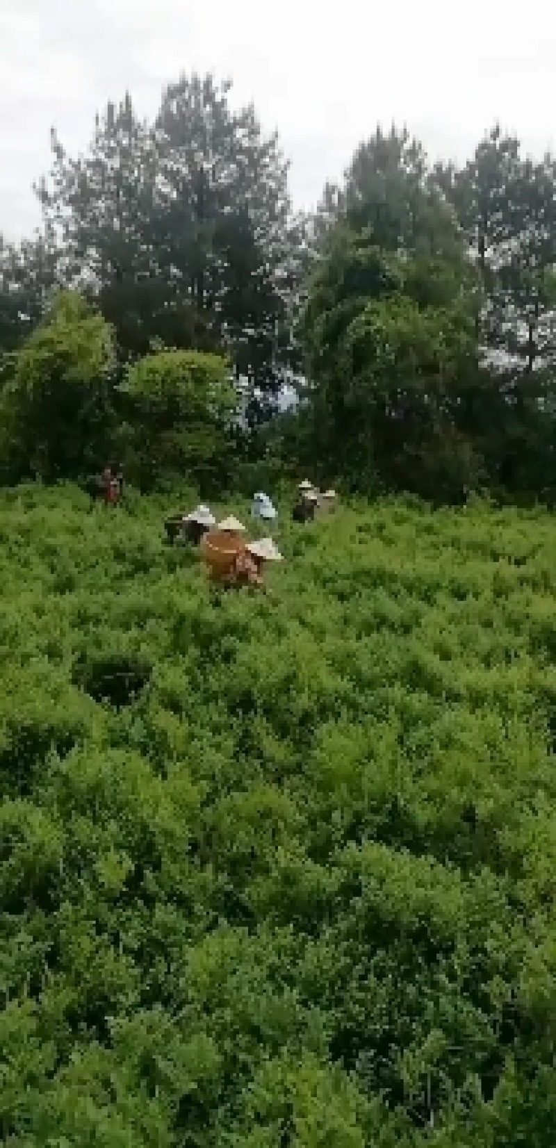 【精品】莓茶张家界正品莓茶藤茶养生茶品质保证