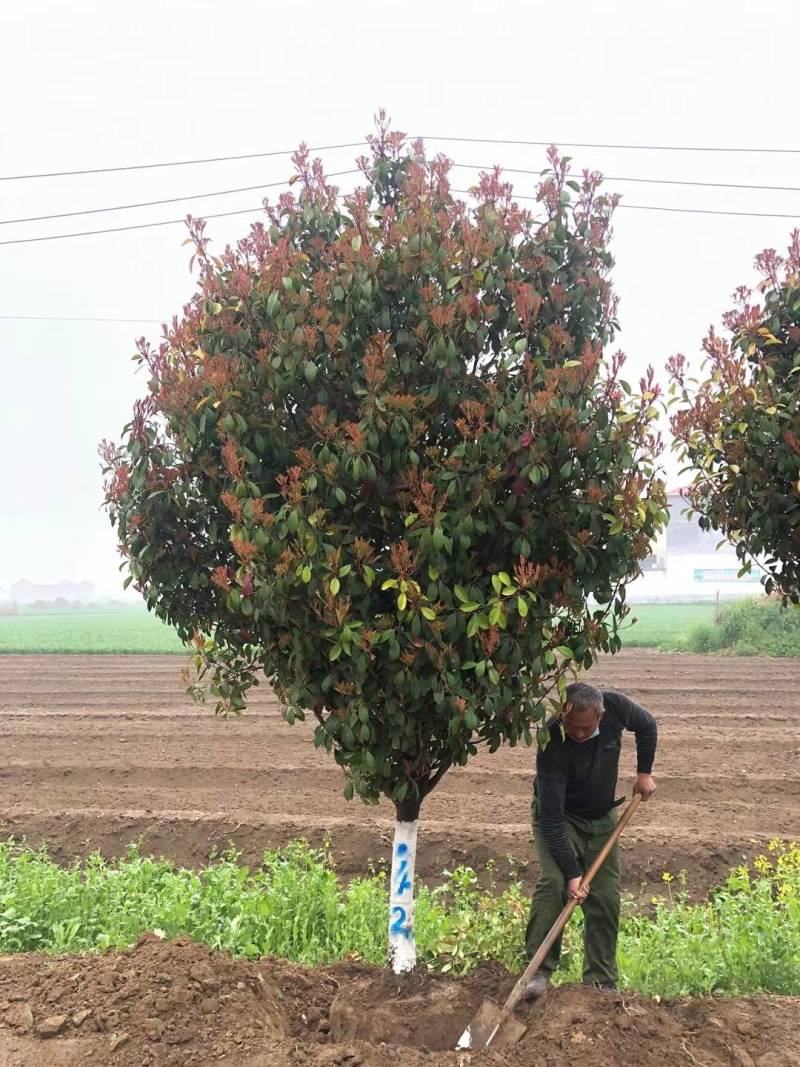红叶石楠树单杆丛生均有红叶石楠行道树红叶石楠球老石楠