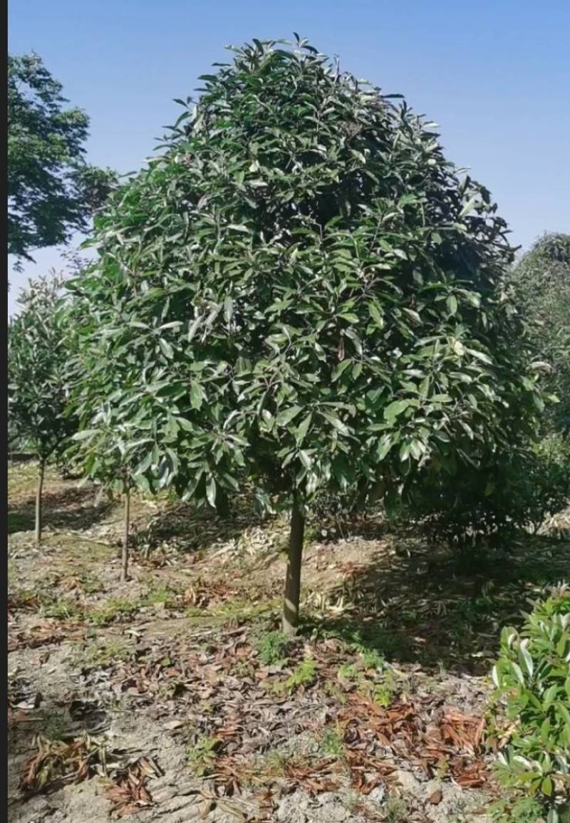 红叶石楠树单杆丛生均有红叶石楠行道树红叶石楠球老石楠
