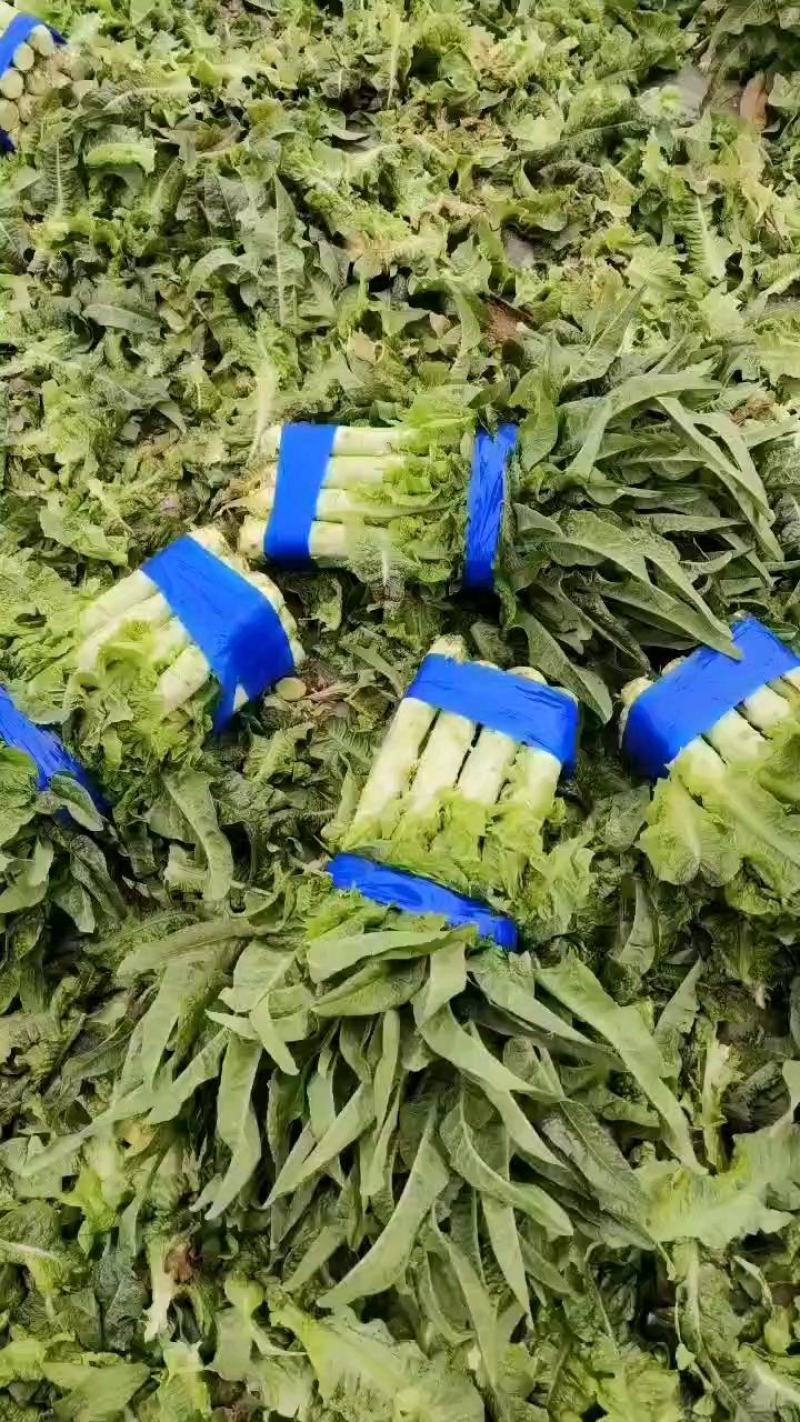 红叶莴笋不空心不开苔诚信经营