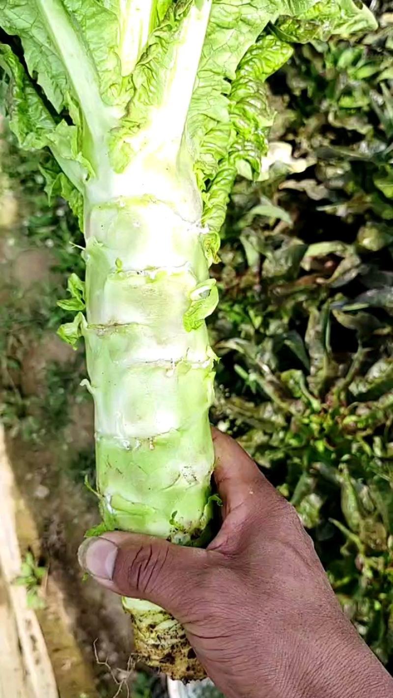 红叶莴笋不空心不开苔诚信经营