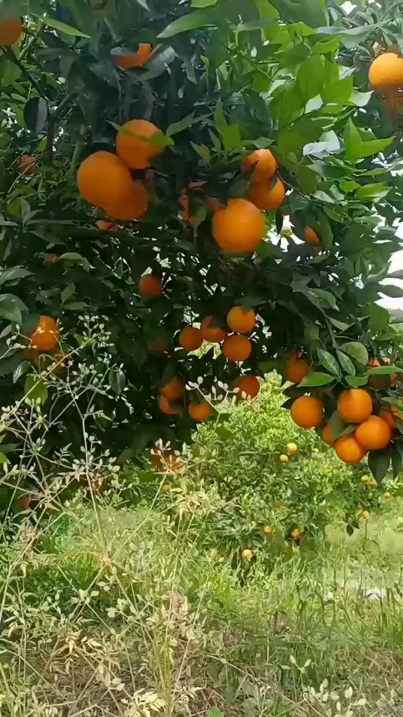 江永优质夏橙火热上市中，皮薄多汁，口感超甜化渣，水份足，