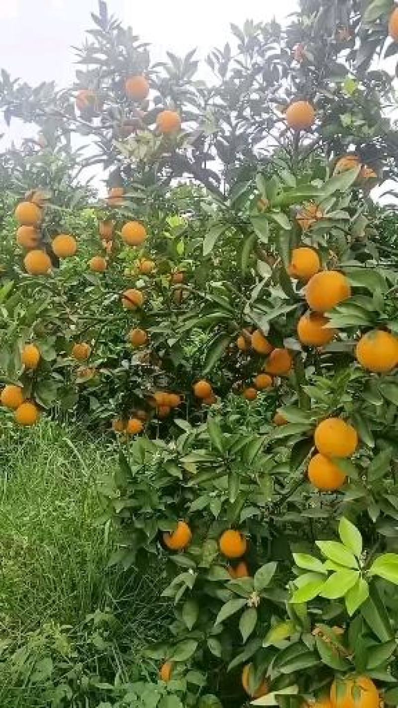 江永优质夏橙火热上市中，皮薄多汁，口感超甜化渣，水份足，