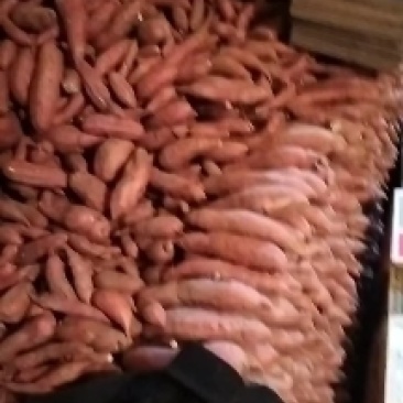 龙薯9精品蜜薯，皮毛光亮，条形嘎嘎好，含糖量高，口味好