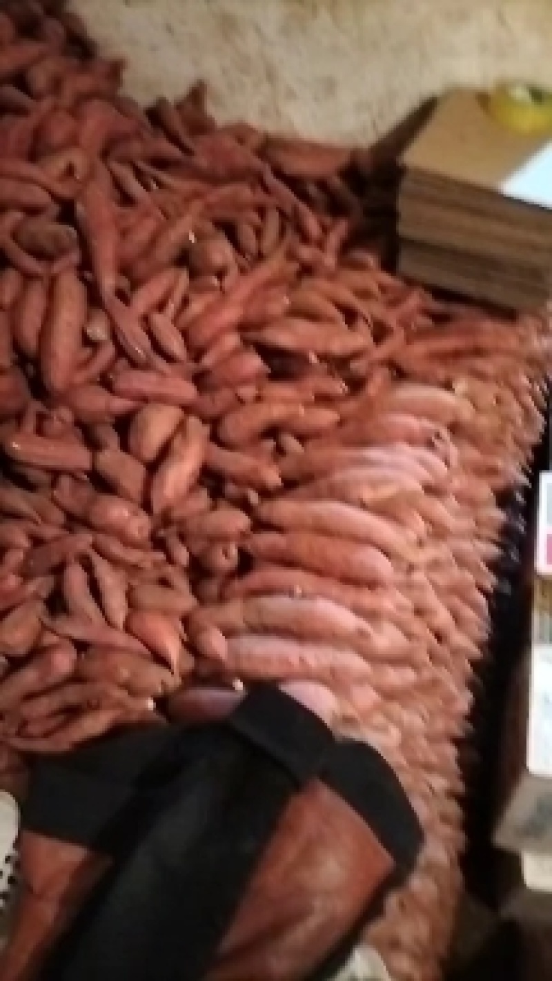 龙薯9精品蜜薯，皮毛光亮，条形嘎嘎好，含糖量高，口味好