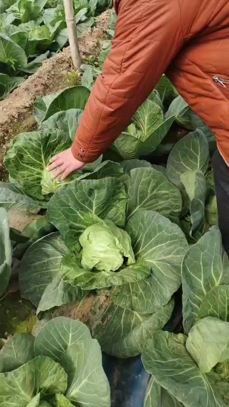 龙薯9精品蜜薯，皮毛光亮，条形嘎嘎好，含糖量高，口味好