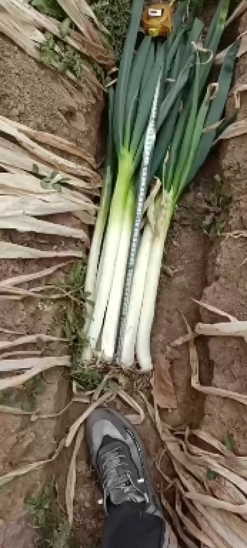 龙薯9精品蜜薯，皮毛光亮，条形嘎嘎好，含糖量高，口味好