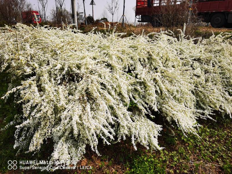 雪柳珍珠梅喷雪花色块苗六月雪珍珠梅绿篱满天星