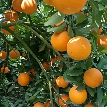 湖南江永夏橙鲜果大量上市，皮薄多汁，口感清甜。