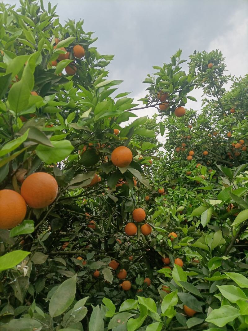 湖南江永夏橙鲜果大量上市，皮薄多汁，口感清甜。