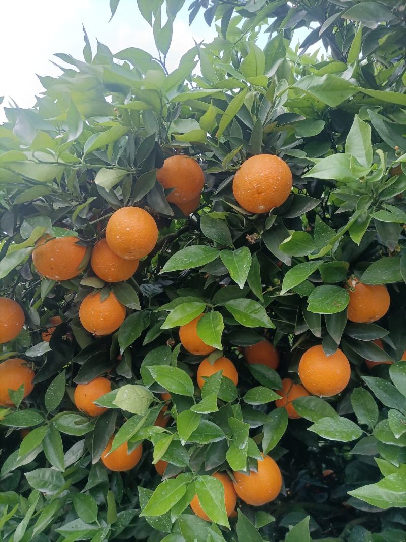 湖南江永夏橙鲜果大量上市，皮薄多汁，口感清甜。
