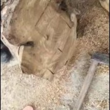 千年老桑树头