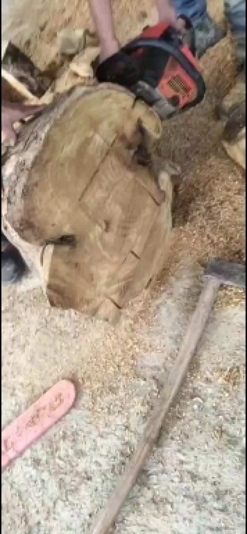 千年老桑树头