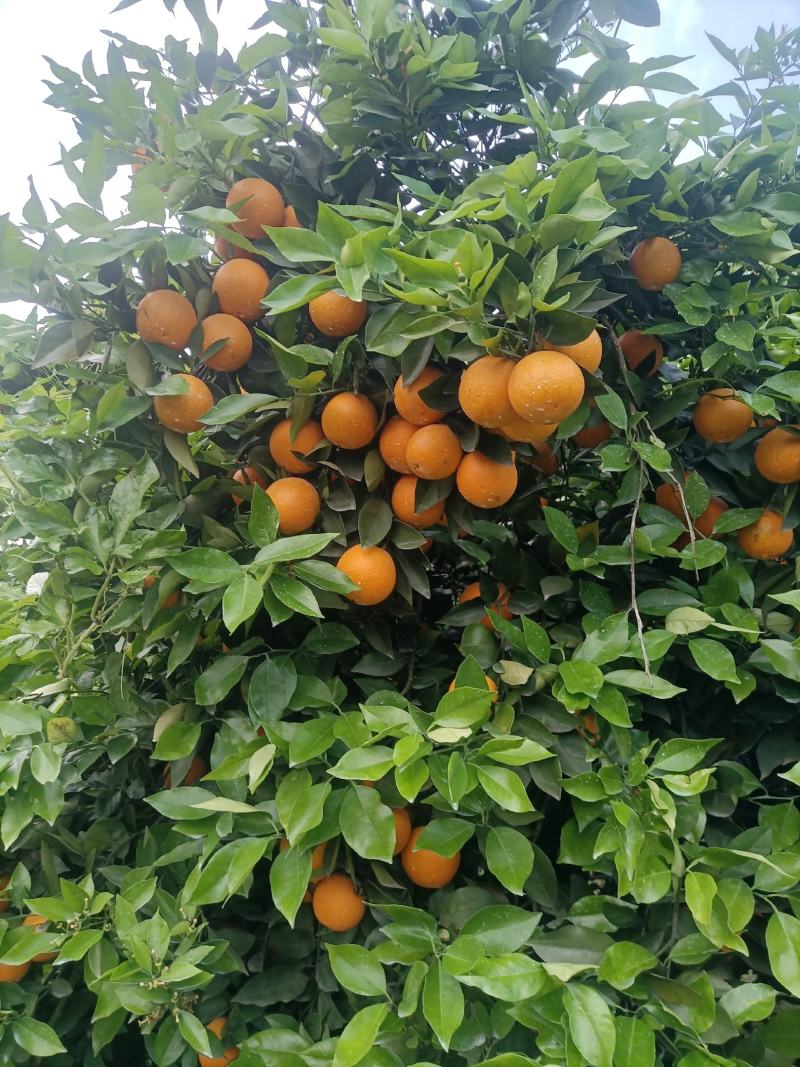 湖南江永夏橙鲜果大量上市，皮薄多汁，口感清甜。