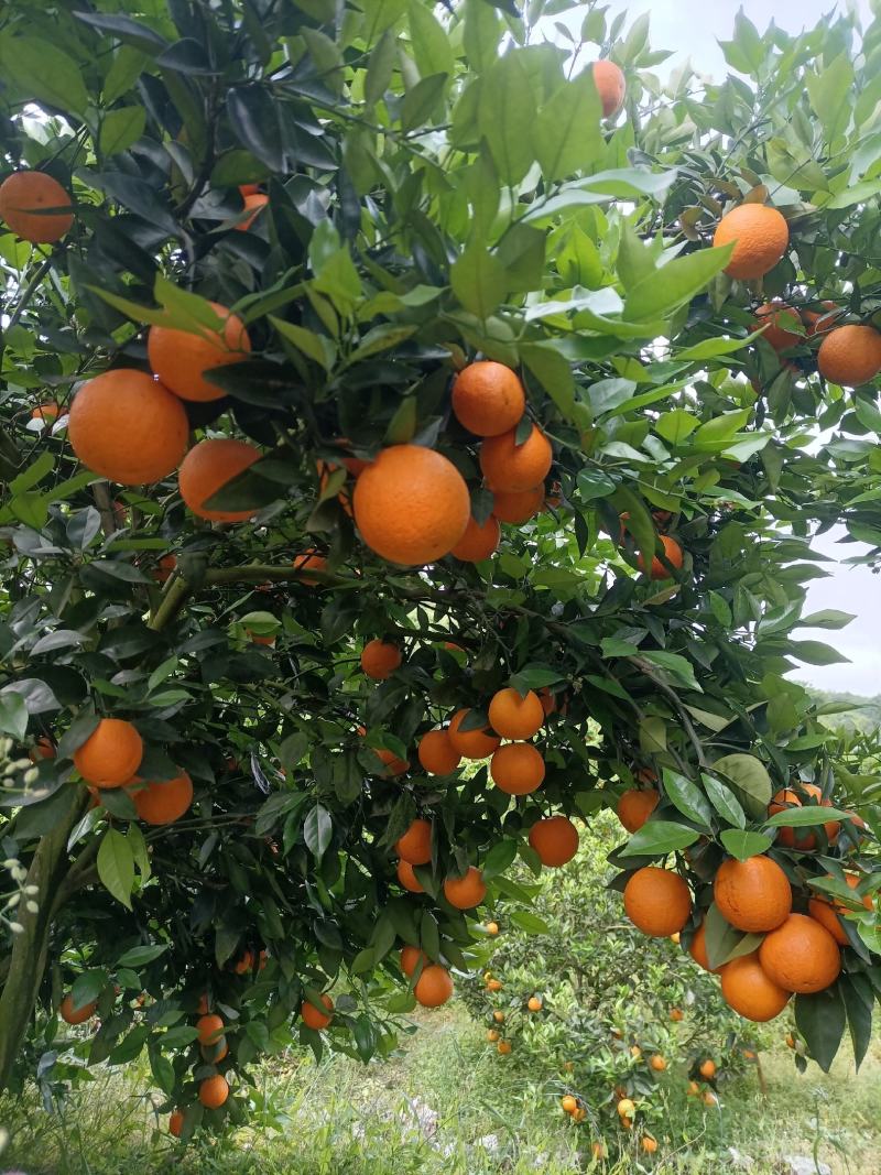 湖南江永夏橙鲜果大量上市，皮薄多汁，口感清甜。