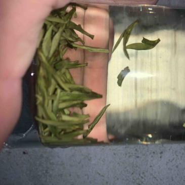 茶叶白茶