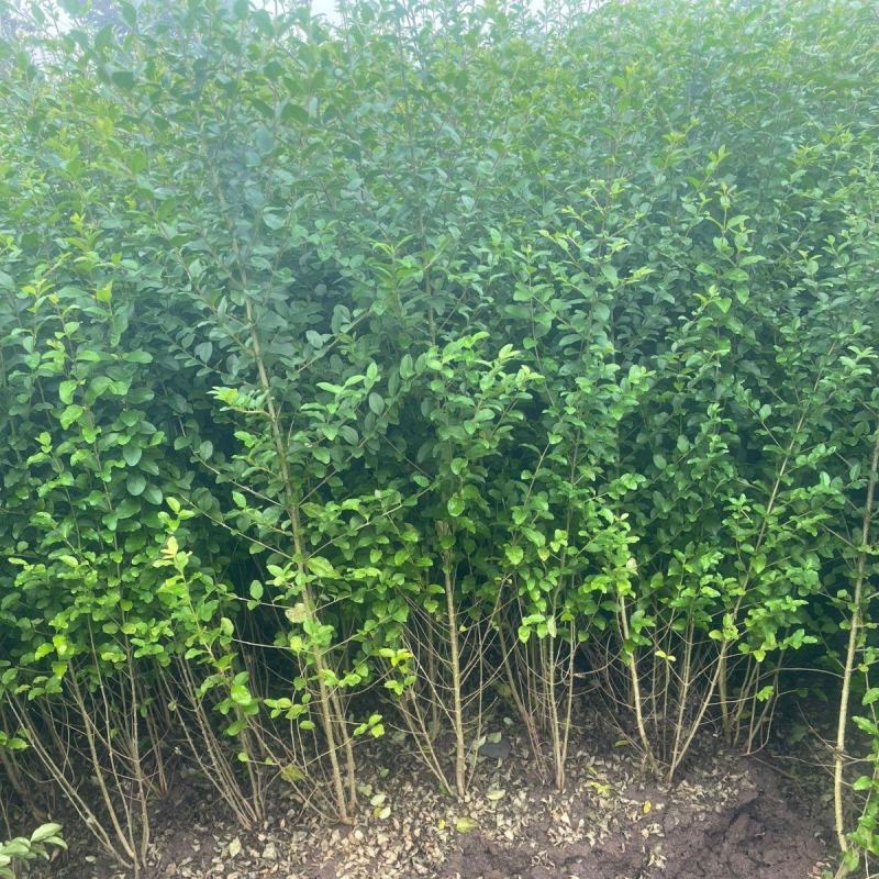 小叶女贞苗，根系粗壮，对接绿化工程，基地直销