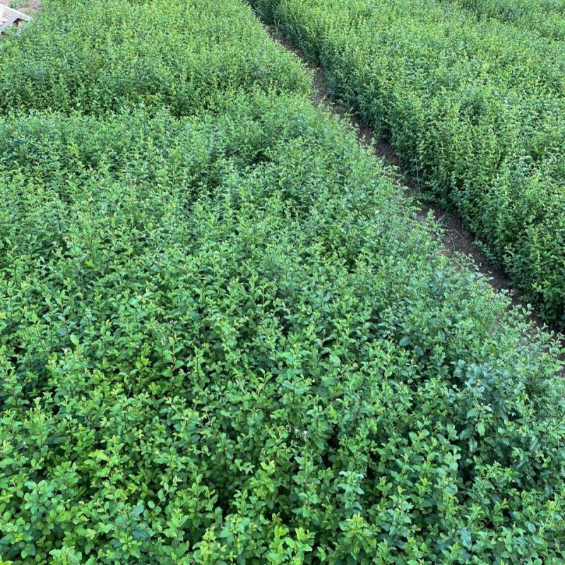 小叶女贞苗，根系粗壮，对接绿化工程，基地直销