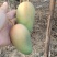 海南东方芒果