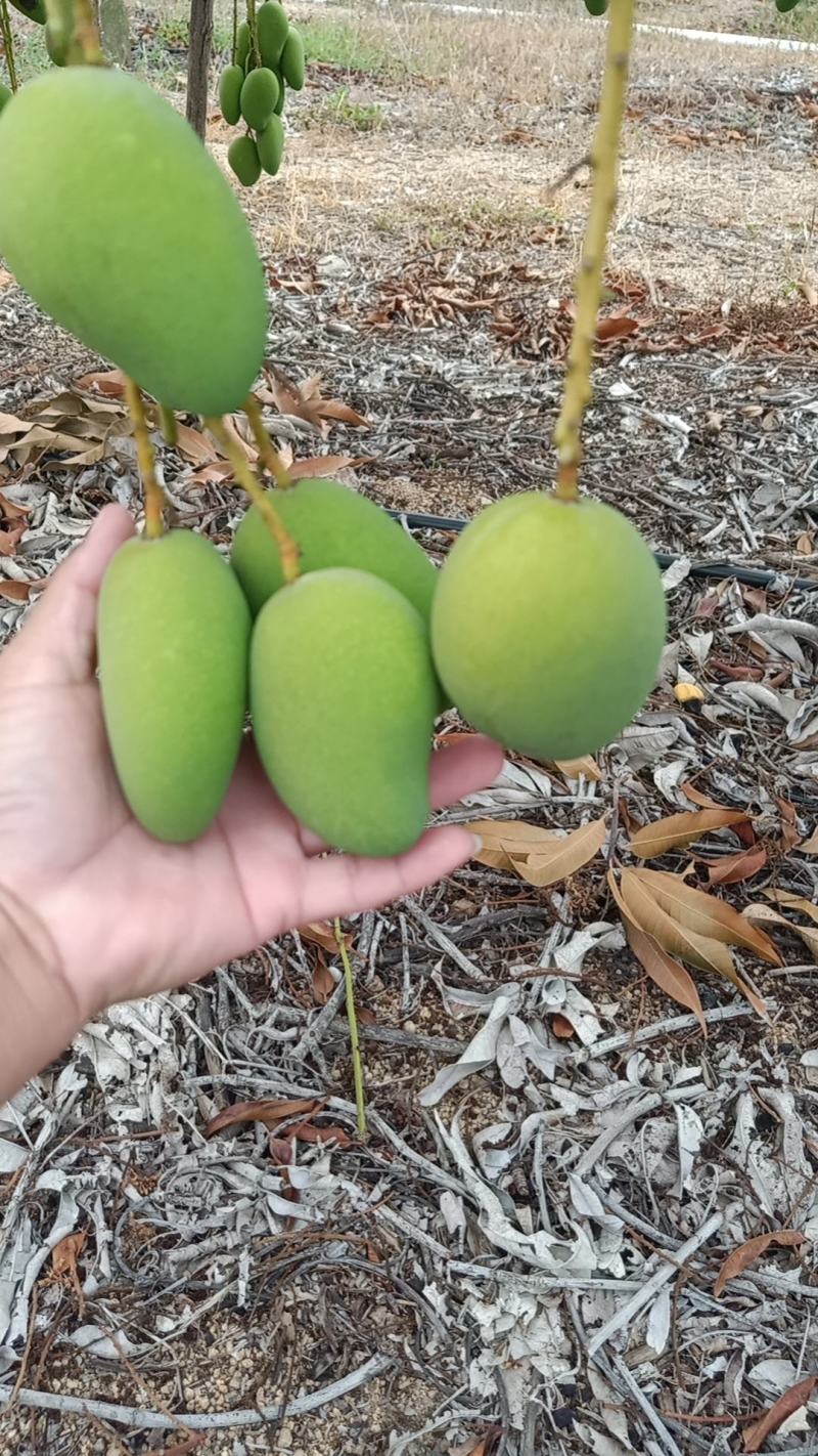 海南东方芒果