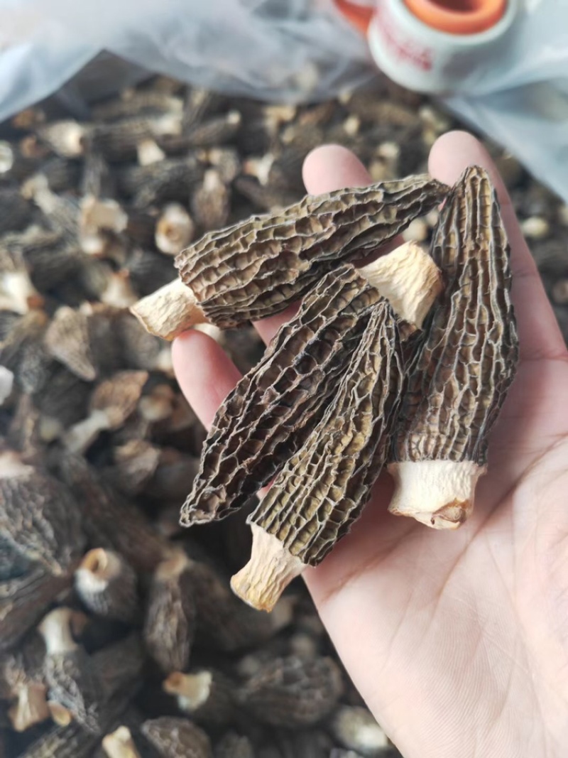 羊肚菌