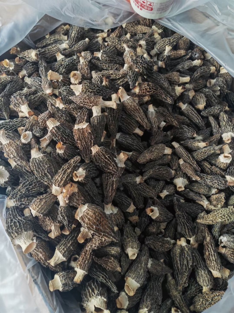 羊肚菌