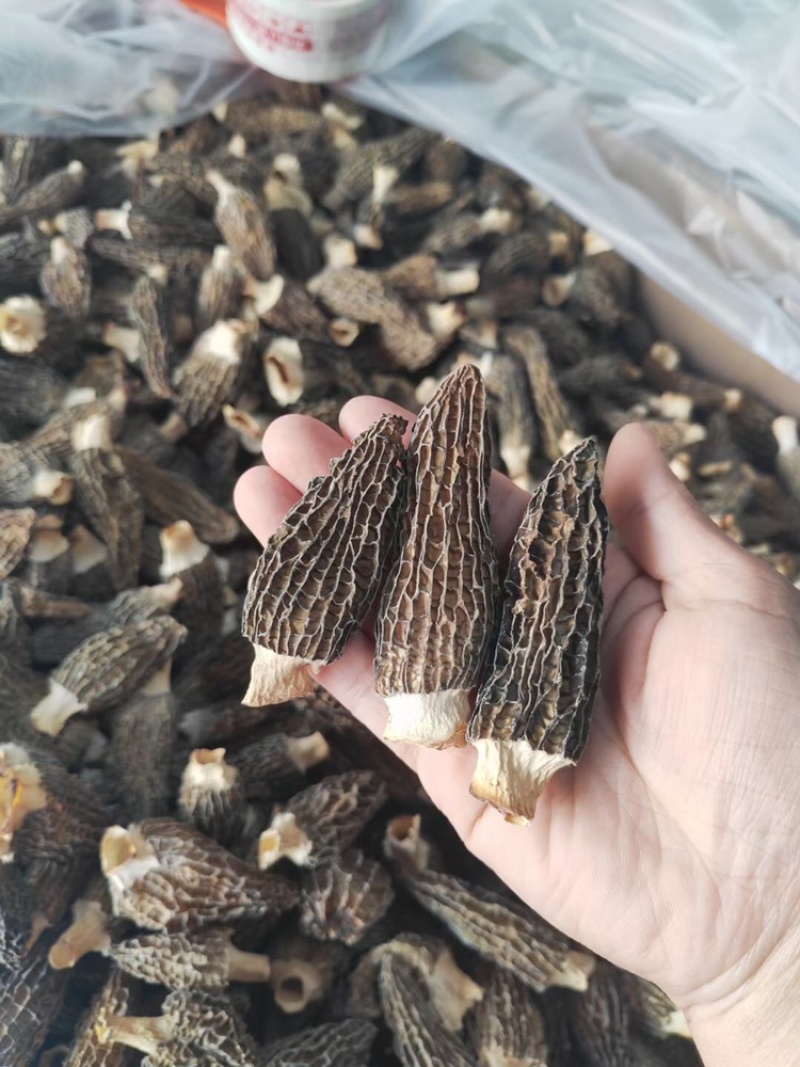 羊肚菌