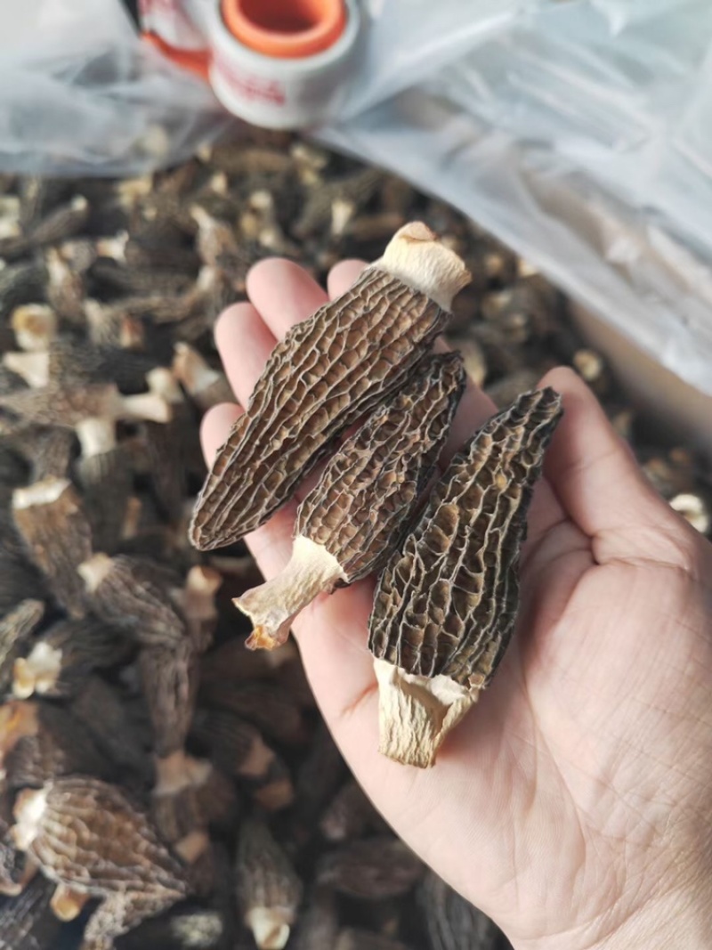 羊肚菌