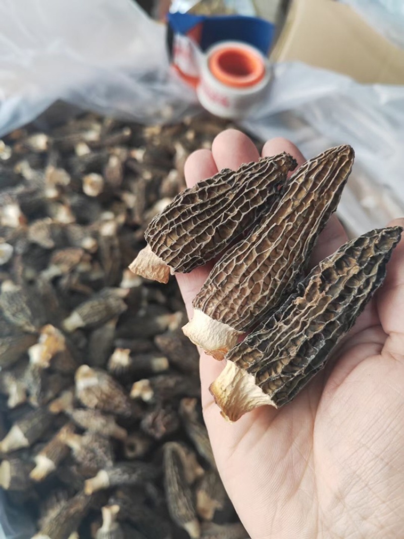 羊肚菌