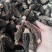 羊肚菌