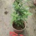 高山杜鹃，安酷杜鹃，皋月杜鹃等品种杜鹃花，基地培育种植批