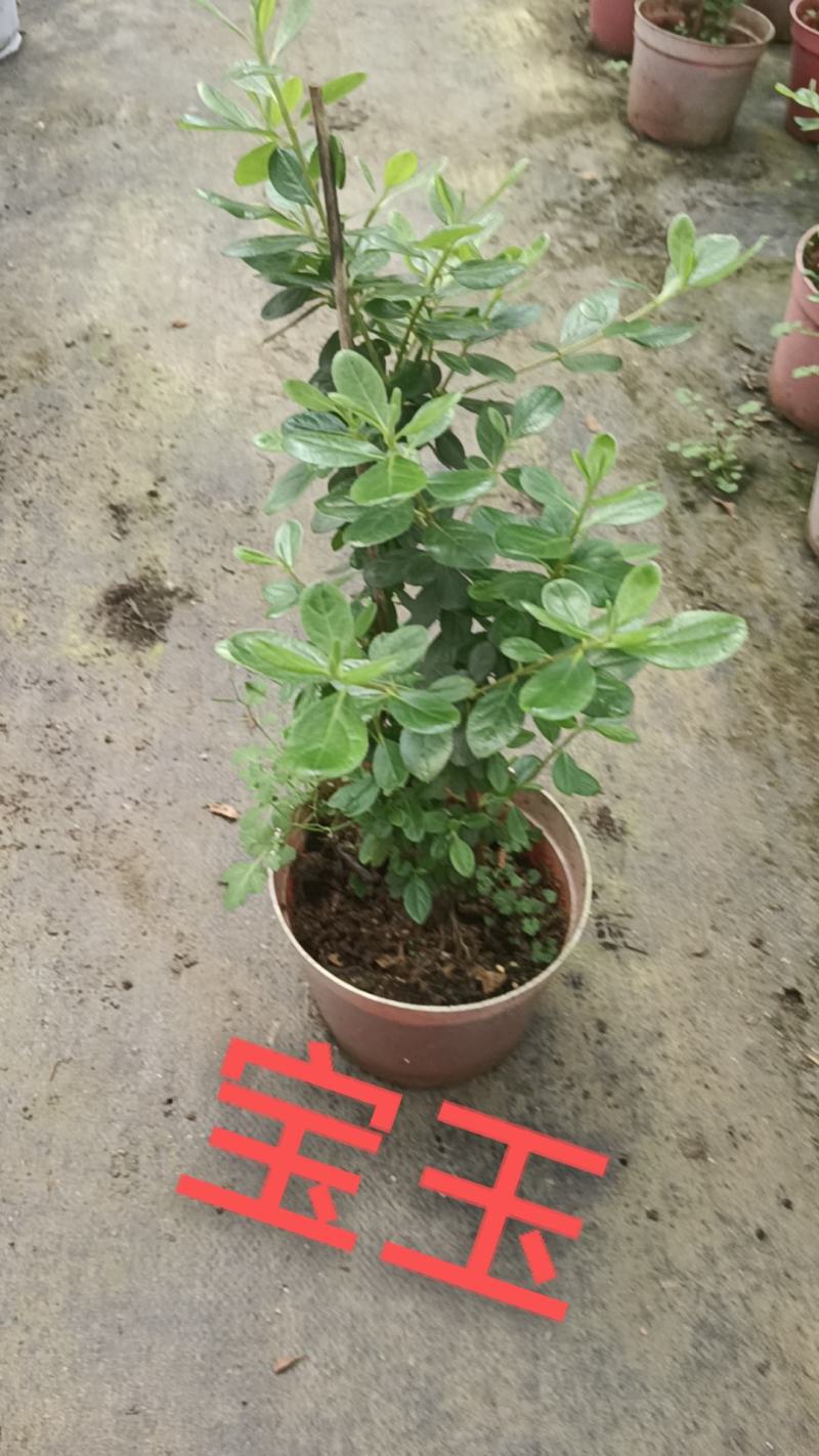 高山杜鹃，安酷杜鹃，皋月杜鹃等品种杜鹃花，基地培育种植批