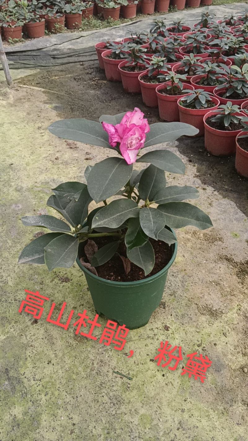 高山杜鹃，安酷杜鹃，皋月杜鹃等品种杜鹃花，基地培育种植批