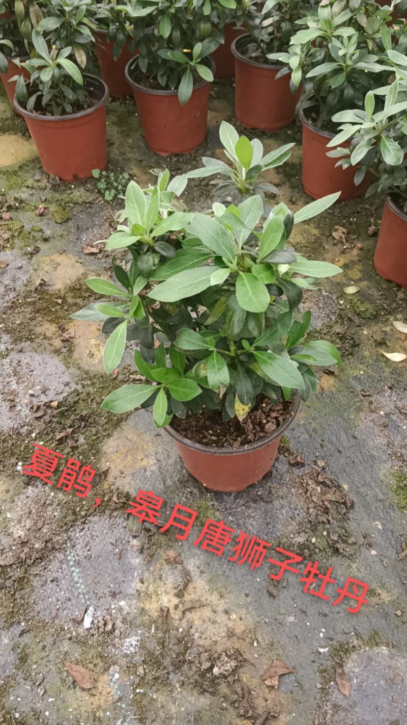 高山杜鹃，安酷杜鹃，皋月杜鹃等品种杜鹃花，基地培育种植批