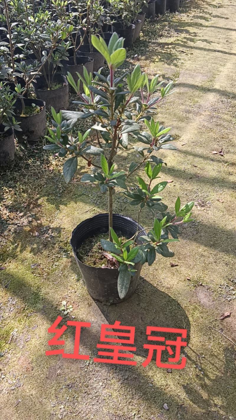 高山杜鹃，安酷杜鹃，皋月杜鹃等品种杜鹃花，基地培育种植批