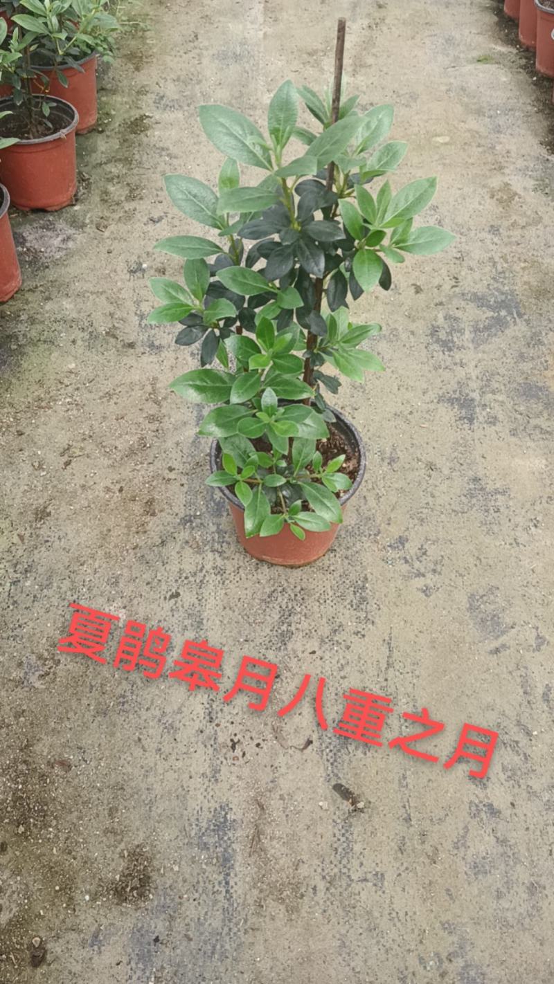 高山杜鹃，安酷杜鹃，皋月杜鹃等品种杜鹃花，基地培育种植批