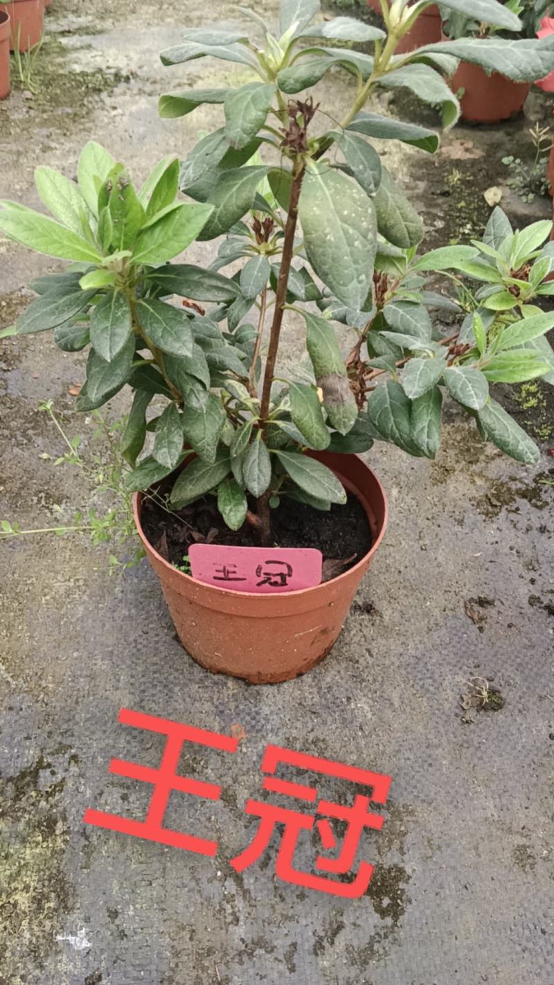 高山杜鹃，安酷杜鹃，皋月杜鹃等品种杜鹃花，基地培育种植批