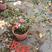 高山杜鹃，安酷杜鹃，皋月杜鹃等品种杜鹃花，基地培育种植批