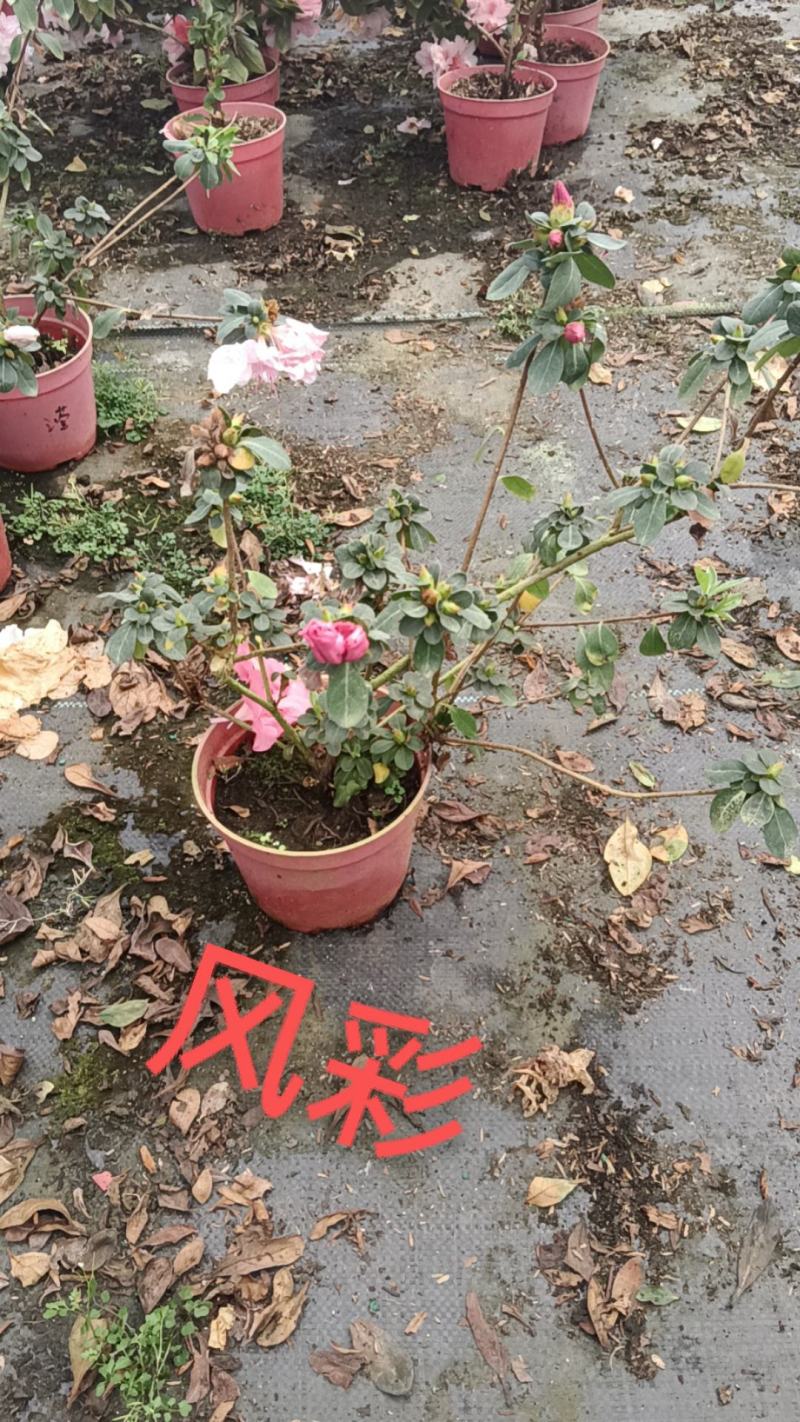 高山杜鹃，安酷杜鹃，皋月杜鹃等品种杜鹃花，基地培育种植批