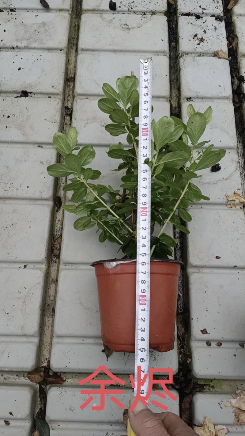 高山杜鹃，安酷杜鹃，皋月杜鹃等品种杜鹃花，基地培育种植批