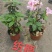高山杜鹃，安酷杜鹃，皋月杜鹃等品种杜鹃花，基地培育种植批