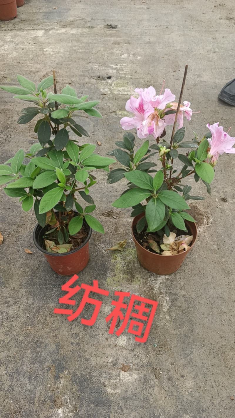 高山杜鹃，安酷杜鹃，皋月杜鹃等品种杜鹃花，基地培育种植批