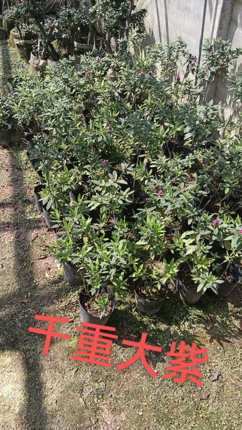 高山杜鹃，安酷杜鹃，皋月杜鹃等品种杜鹃花，基地培育种植批
