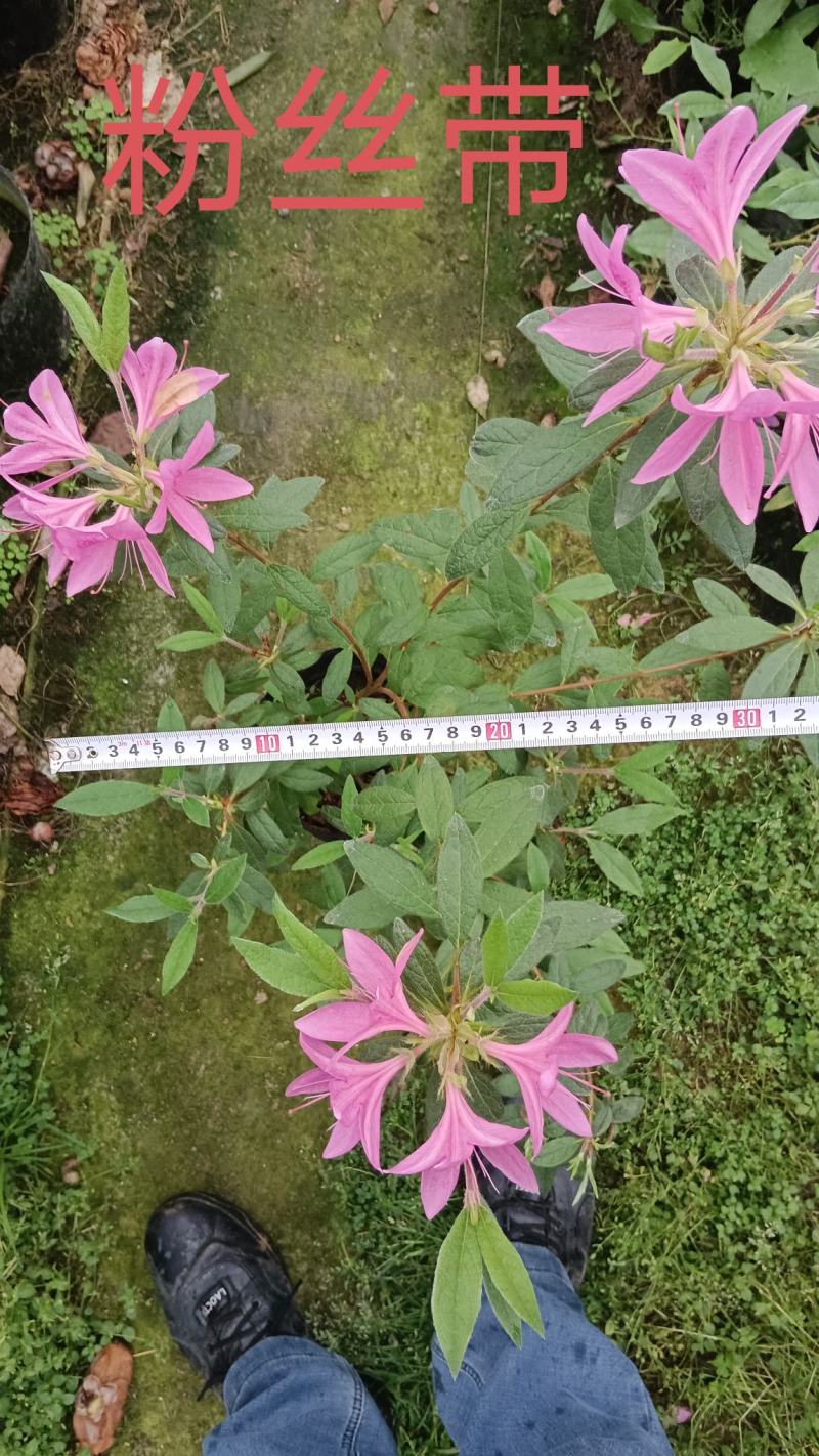 高山杜鹃，安酷杜鹃，皋月杜鹃等品种杜鹃花，基地培育种植批