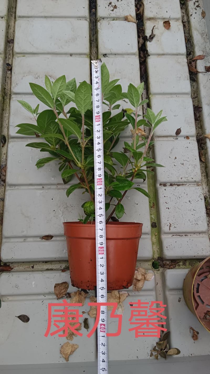 高山杜鹃，安酷杜鹃，皋月杜鹃等品种杜鹃花，基地培育种植批