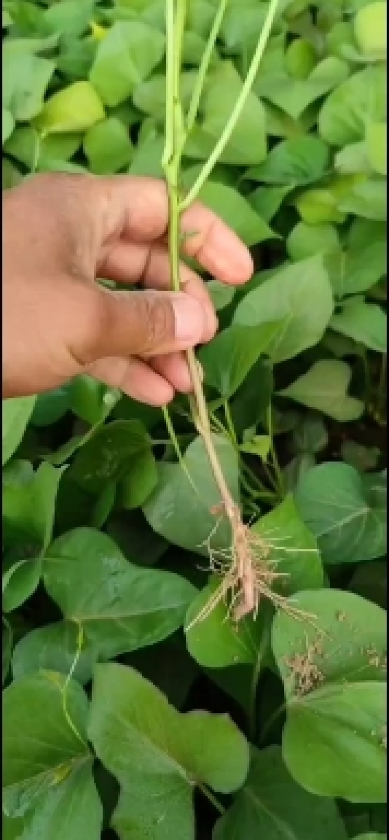 西瓜红脱毒红薯苗冷棚脱毒苗小拱棚晾晒时间长成活率高